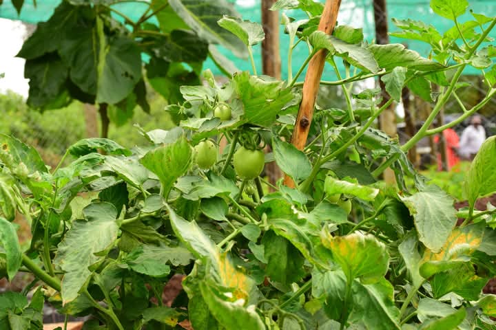 IMG-20250517-WA0060