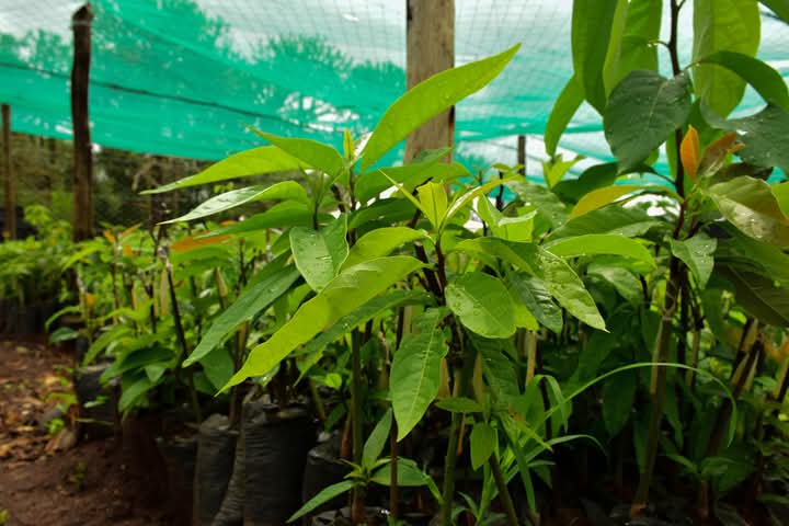 IMG-20250517-WA0061